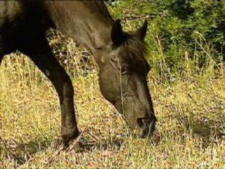 CABALLO (3)